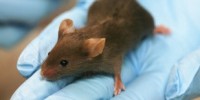 image: Alzheimer’s Mice Still Available