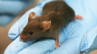 Alzheimer’s Mice Still Available image: Alzheimer’s Mice Still Available