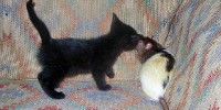 Parasite Spurs Rat Sexual Frenzy image: Parasite Spurs Rat Sexual Frenzy