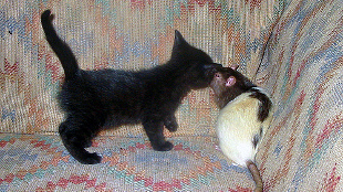 Parasite Spurs Rat Sexual Frenzy image: Parasite Spurs Rat Sexual Frenzy