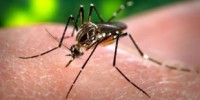 image: Dengue-Resistant Mosquitoes