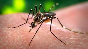 Dengue-Resistant Mosquitoes image: Dengue-Resistant Mosquitoes