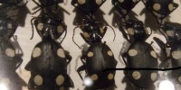 Preserved beetles from the Academy's collection, which dates back to the 1820s.