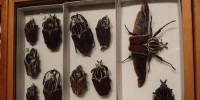 Preserved beetles from the Academy's collection, which dates back to the 1820s. 