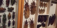 Preserved beetles from the Academy's collection, which dates back to the 1820s.