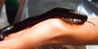 Visitors can see and sometimes touch live insects...
