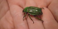 Visitors can see and sometimes touch live insects...