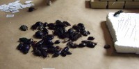 Kids try their hand at preparing a beetle for preservation and display.