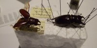 Kids try their hand at preparing a beetle for preservation and display. 