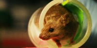 image: Moody Mice Soothed by Bacteria