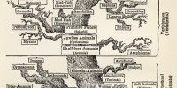 image: Ernst Haeckel’s Pedigree of Man, 1874