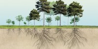 image: From the Ground Up