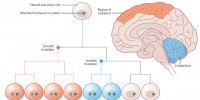 image: Deconstructing the Mosaic Brain