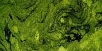 image: EPA to Address Nitrogen Pollution
