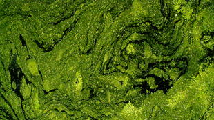 EPA to Address Nitrogen Pollution image: EPA to Address Nitrogen Pollution