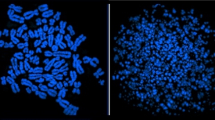 Normal mitosis occurs when replication is complete prior to chromatin condensation (left). When the ATR mechanism fails to alert the cell to incomplete DNA replication, chromatin condensation begins before replication is complete (right). See an animation of this process here.