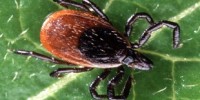 image: A Chronic Lyme Biomarker?
