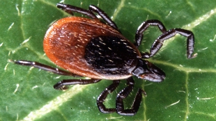 A Chronic Lyme Biomarker? image: A Chronic Lyme Biomarker?
