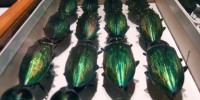 image: Bug Fest 2011