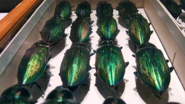 Preserved beetles from the Academy's collection, which dates back to the 1820s.
EDYTA ZIELINSKA