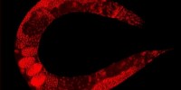 image: Designing Worm Proteins
