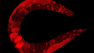 Designing Worm Proteins image: Designing Worm Proteins