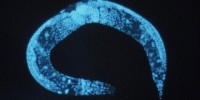 Top 7 in Evolutionary Biology image: Top 7 in Evolutionary Biology