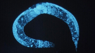 New Kind of Cellular Suicide image: New Kind of Cellular Suicide