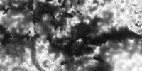 image: New Oldest Fossils