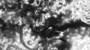 New Oldest Fossils image: New Oldest Fossils