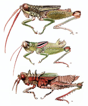 Grasshopper Illustration