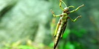image: Chasing Grasshoppers