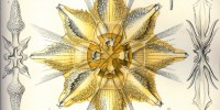 Radiolarians classified in the Acanthometra family. From Haeckel's Kunstformen der Natur (1899)