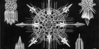 Radiolarians from the Acanthophracta family