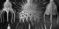 Radiolarians from the Cyrtoidea family