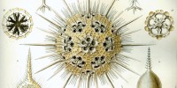 Radiolarians from the Phaeodaria family