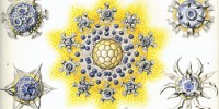 Radiolarians from the Polycyttaria family