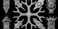 Radiolarians from the Spumellaria family