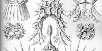 Radiolarians from the Spyroidea family