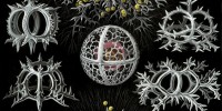 Radiolarians from the Stephoidea family