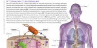 Intestinal Molecular Signaling image: Intestinal Molecular Signaling