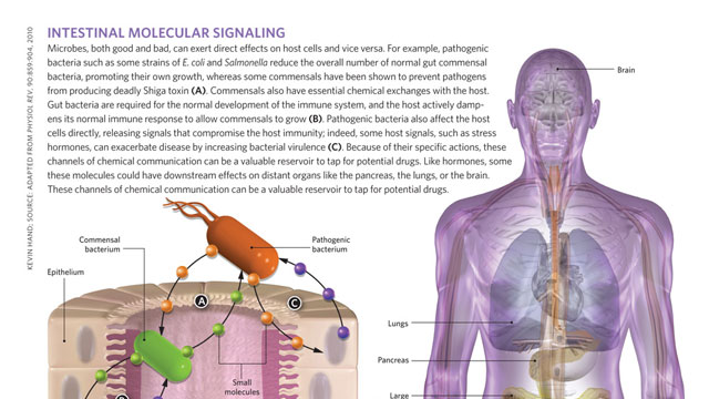 Intestinal Molecular Signaling image: Intestinal Molecular Signaling
