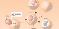 image: Cell-In-Cell Action