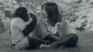 Laura-Ann Petitto teaching Nim Chimpsky sign language, as seen in Project Nim