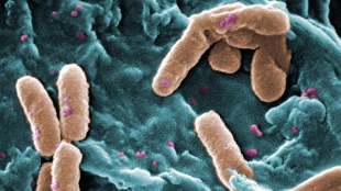 Bacteria Kamikazes image: Bacteria Kamikazes