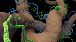 Networks of arbuscular mycorrhizal fungi connect roots of plant hosts, forming complex markets to trade nutrients