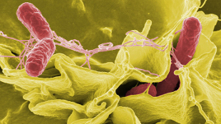 A color-enhanced scanning electron micrograph showing Salmonella typhimurium (red) invading cultured human cells