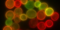 image: Yeast Don't Need Oxygen