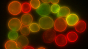 Yeast Don't Need Oxygen image: Yeast Don't Need Oxygen