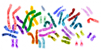 image: Chromosomes and Cancer